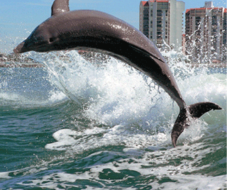 Dolphin - Clearwater Florida.